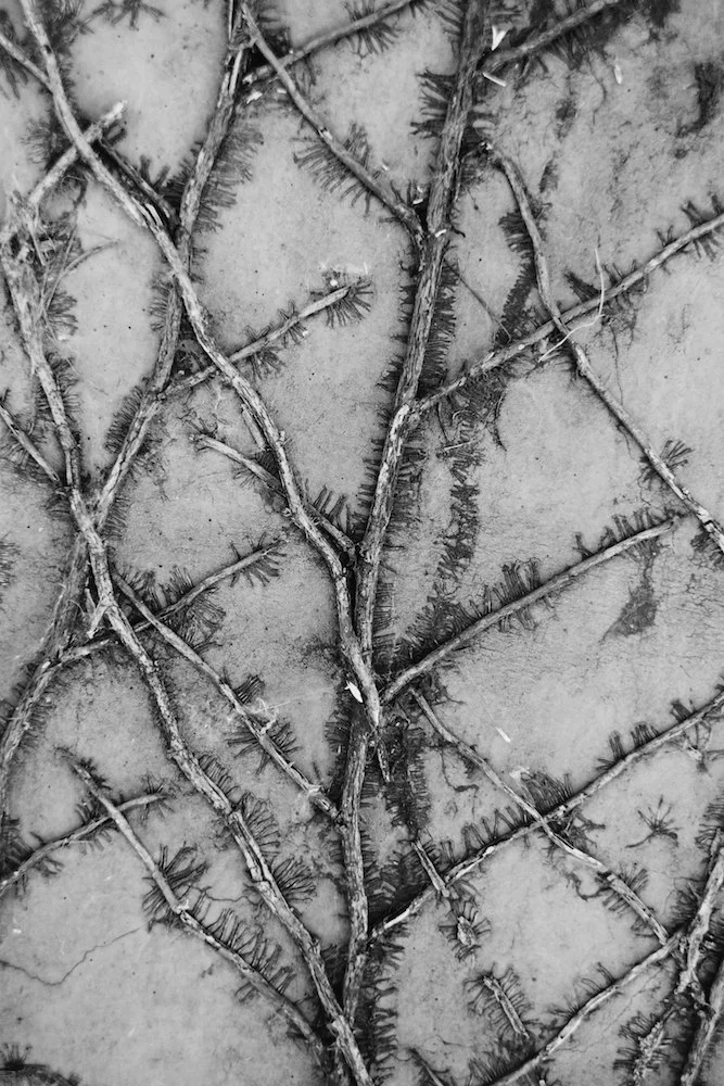 Transient