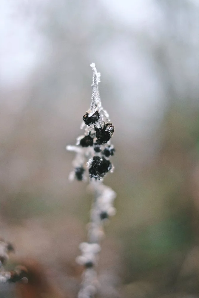 Shades-of-Winter 002.jpg