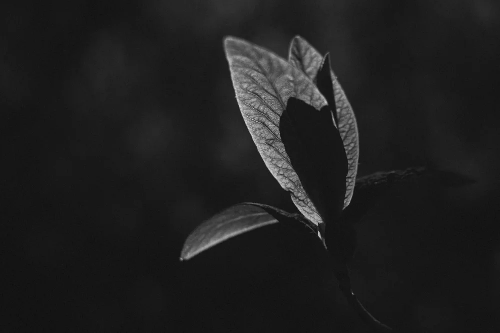 Sliver-of-light-20130308-0001.jpg