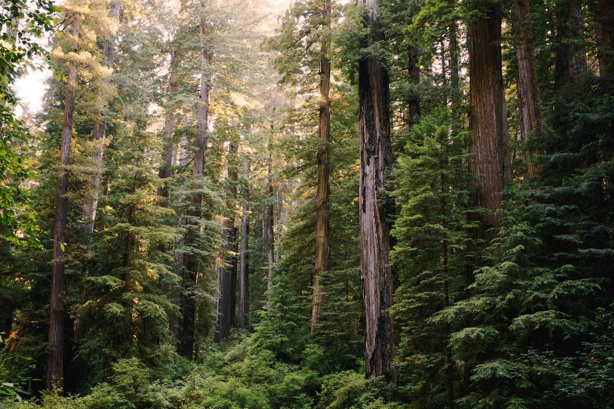 Redwood-Trees 004.jpg