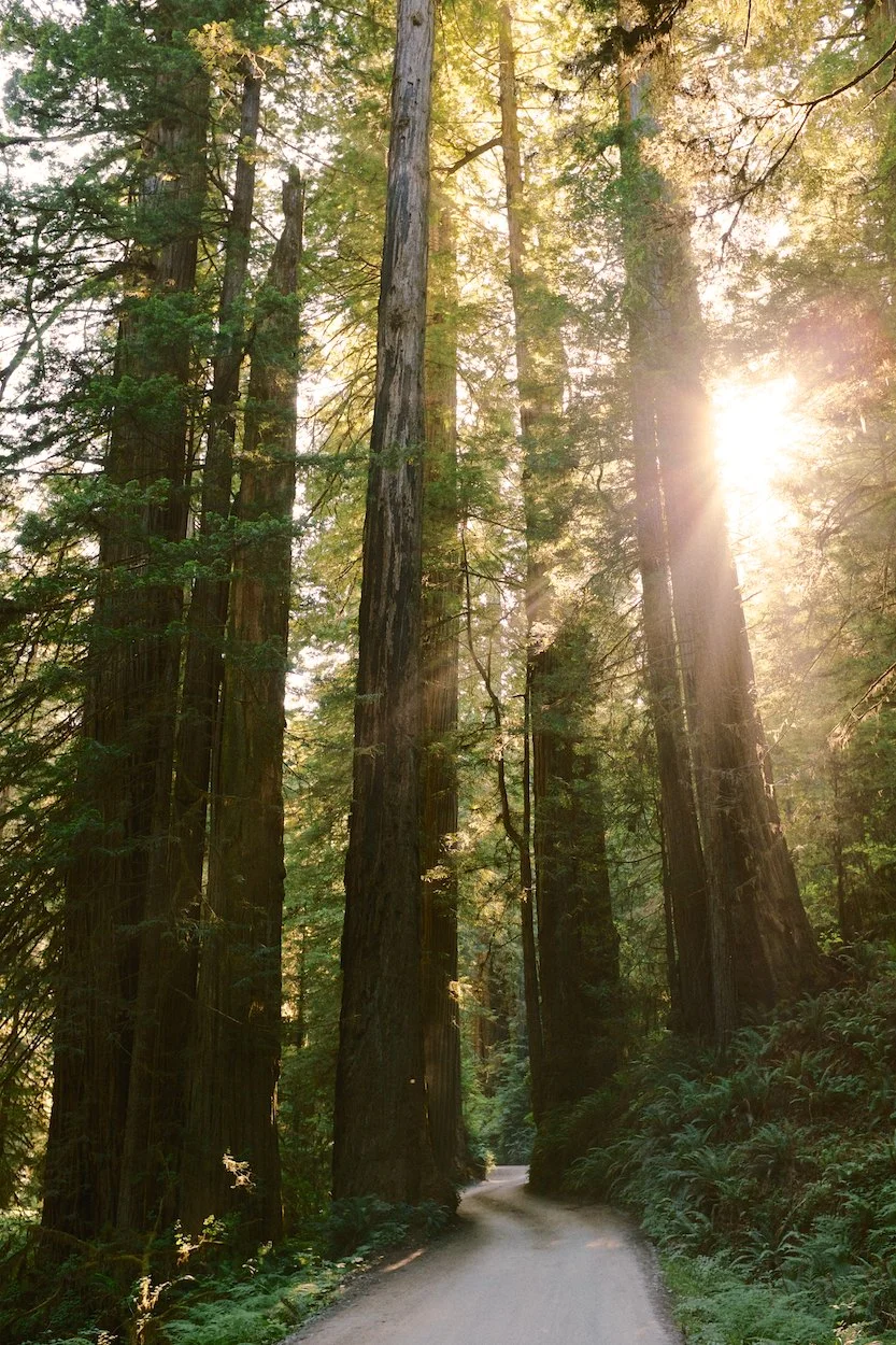 Redwood-Trees 002.jpg