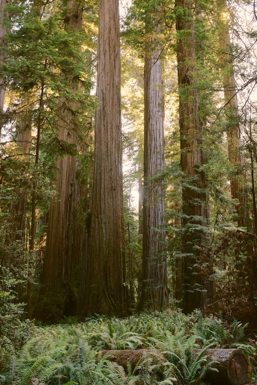 Redwood-Trees 006.jpg