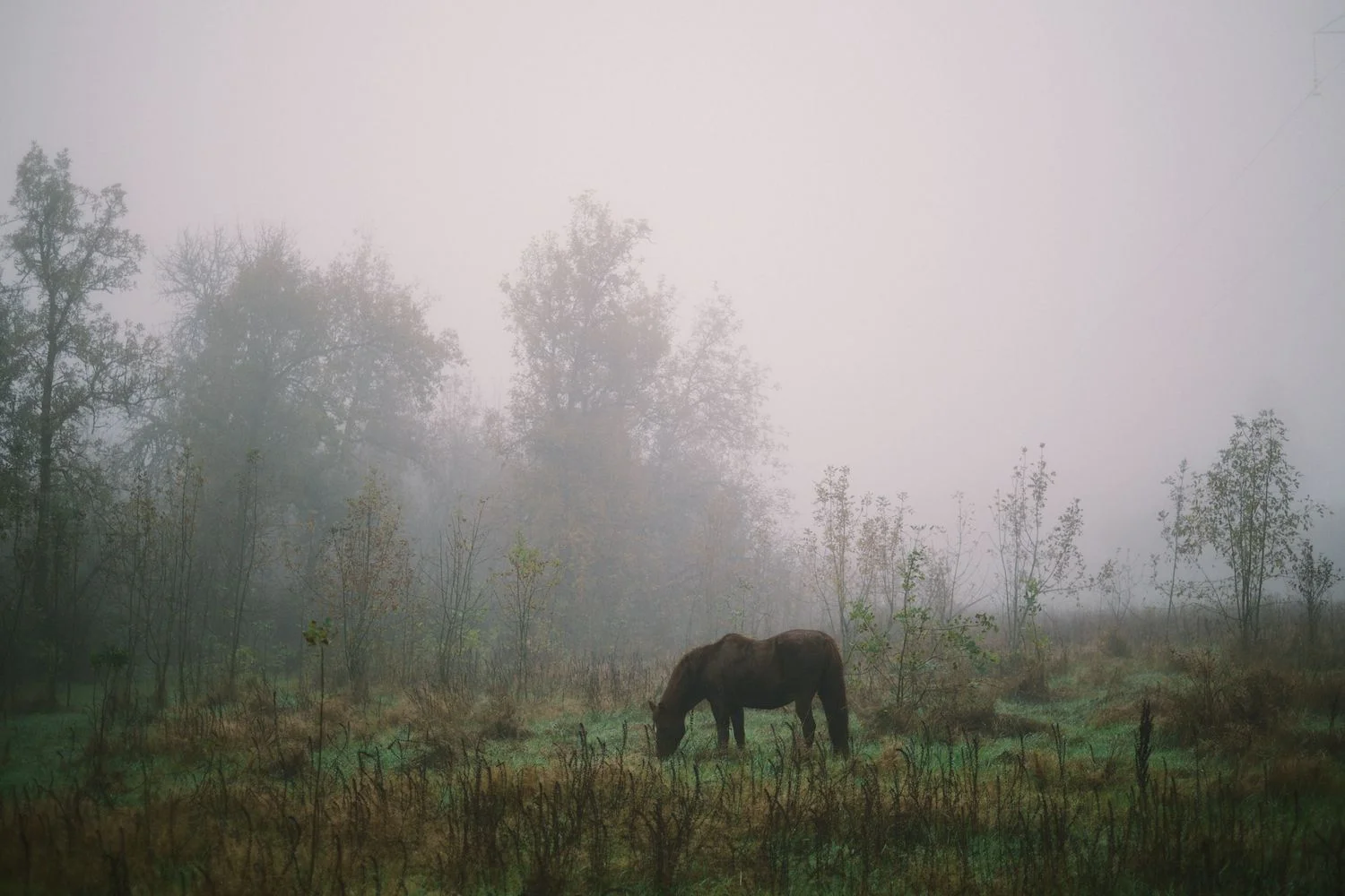 2013-10-03-Foggy Morning-078.jpg