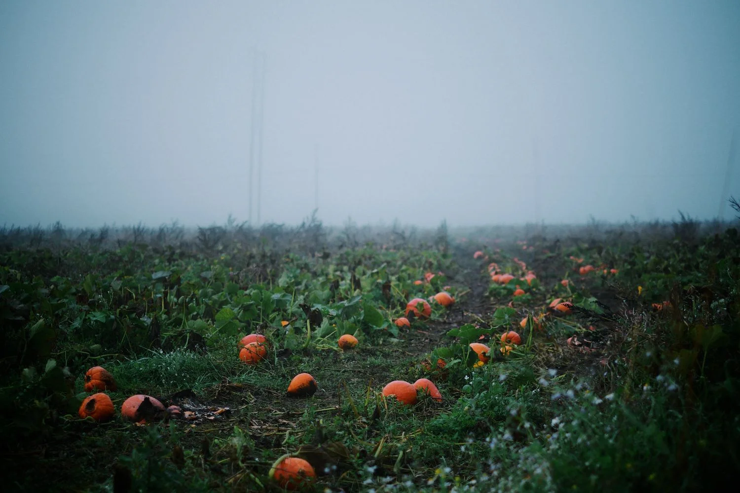 2013-10-03-Foggy Morning-109.jpg