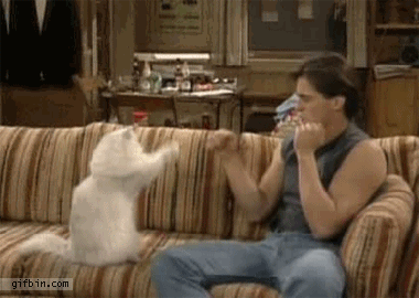 punching-cat.gif