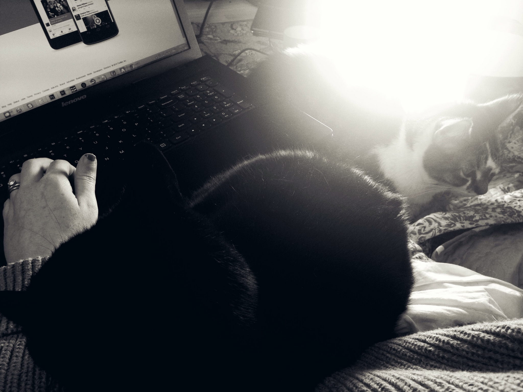 The kitties and I hang out together by the SAD light in the morning. They love it.