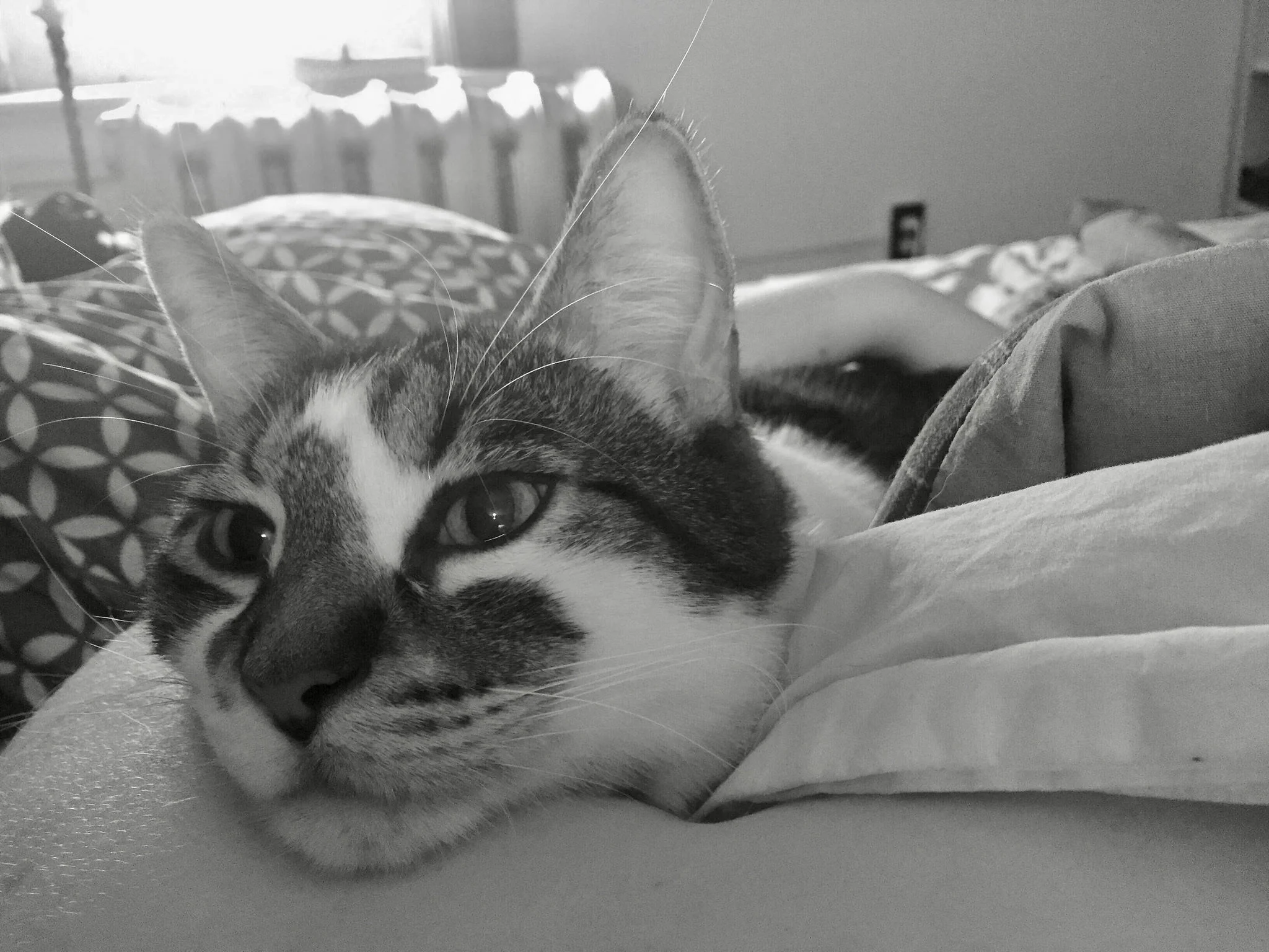 Onion's morning snuggles