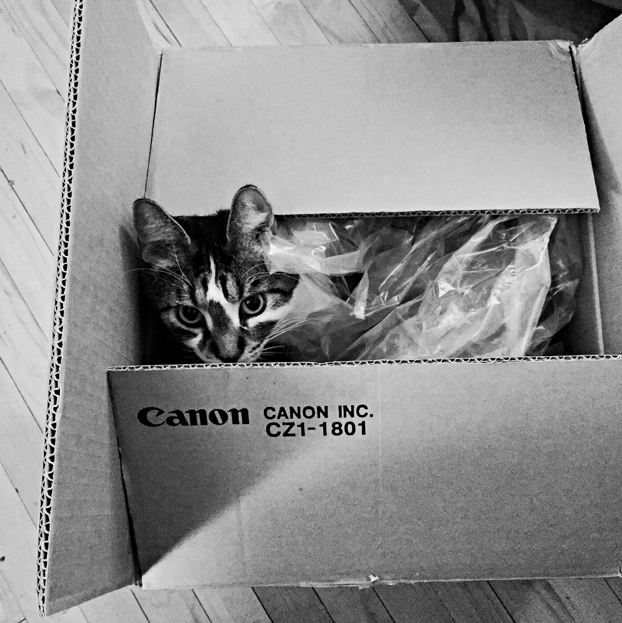 Onion in a box