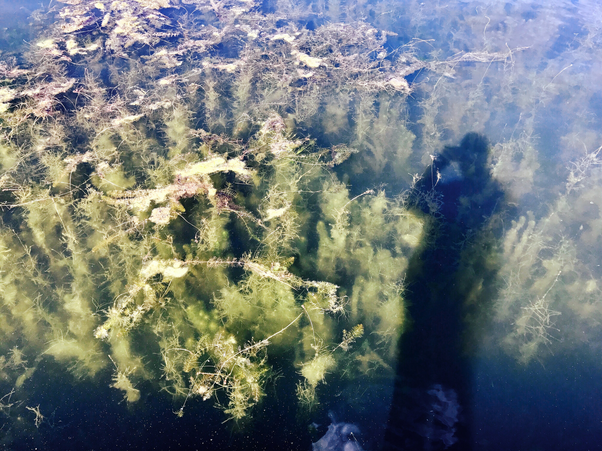 weeds at Waskesiu Lake Marina