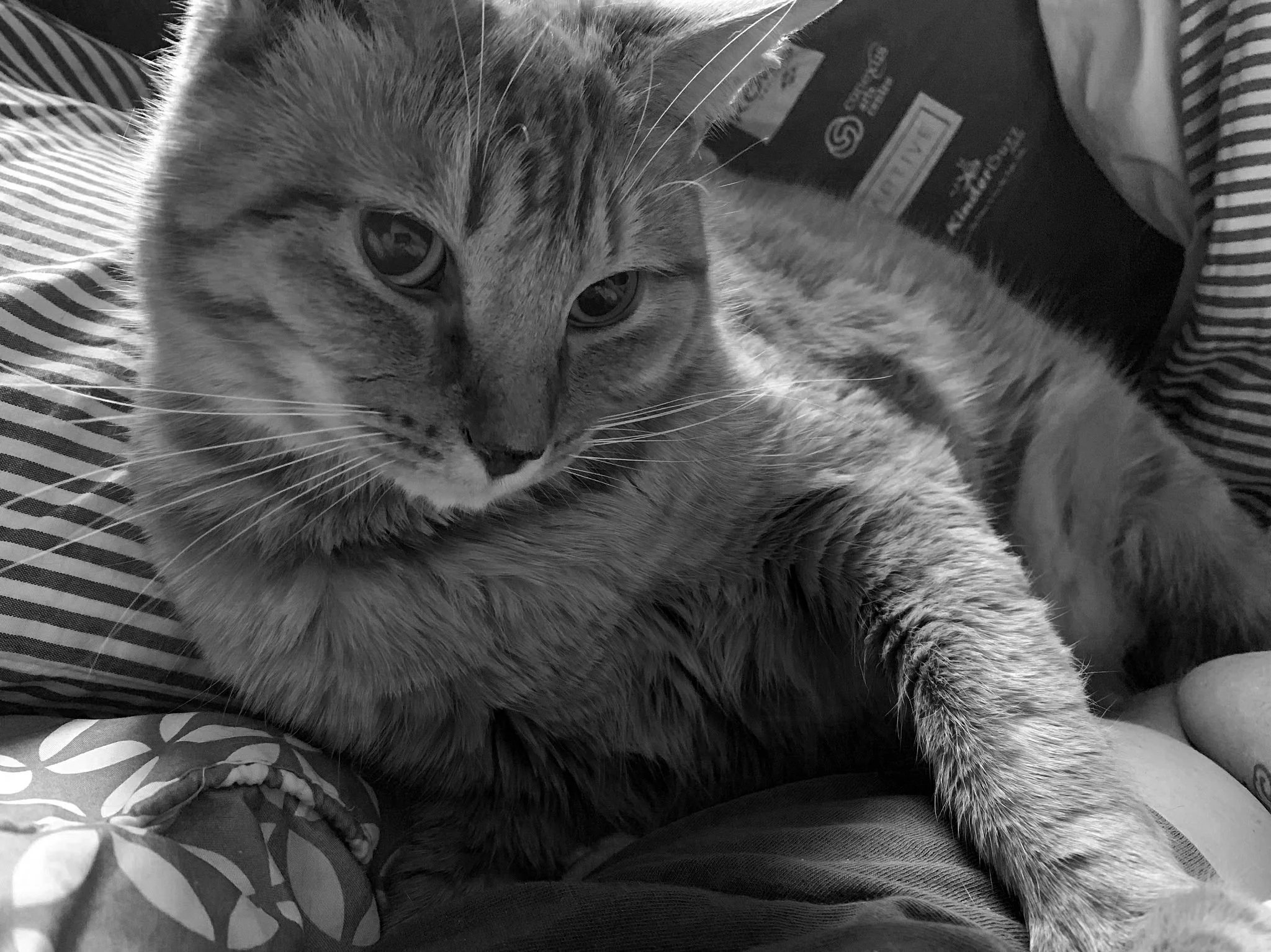 a close-up black and white photo of a cat reclining on a bed