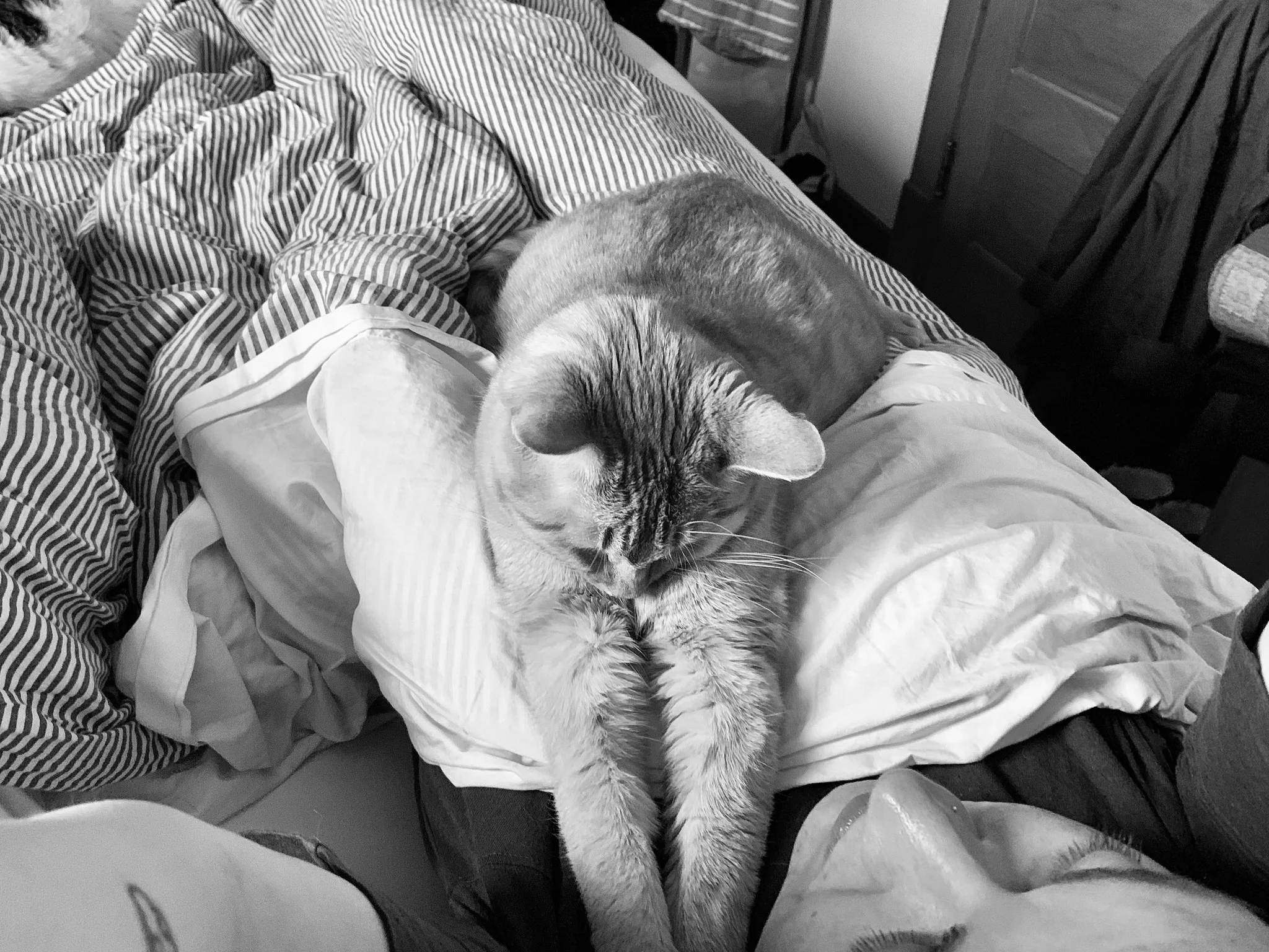 an overhead black and white photo of a cat stretching out on a bed
