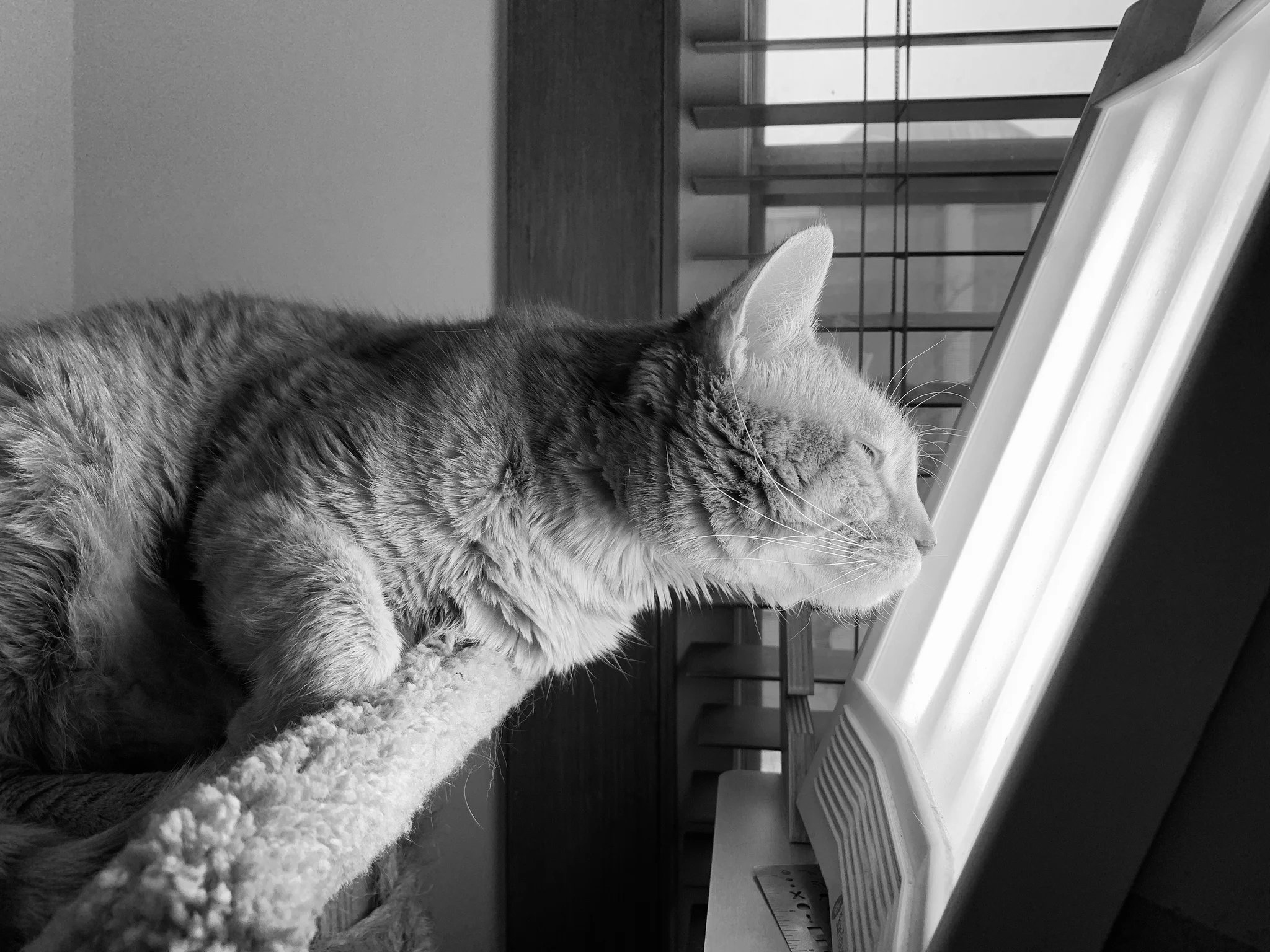 Augie sniffling the SAD light