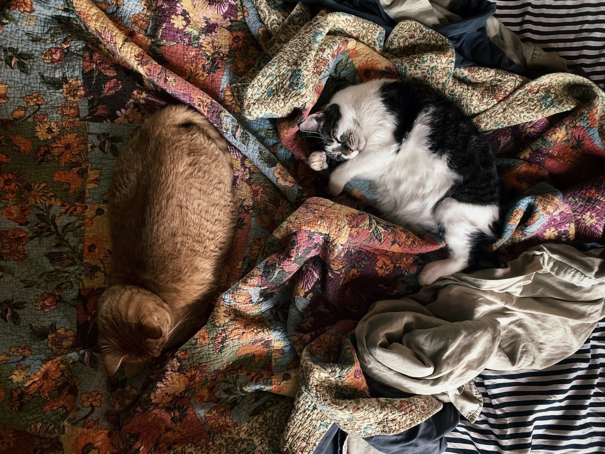 Augie and Onion