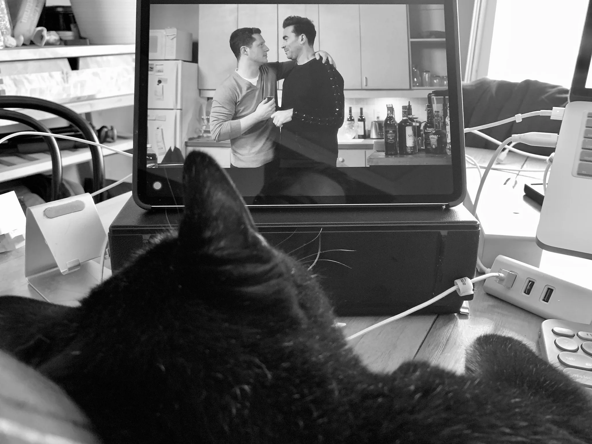 Gratitude List 1117: An Annoying Cat, a Hub Adapter, Procreate, Tidying Up, and Eyebrow Regrowth