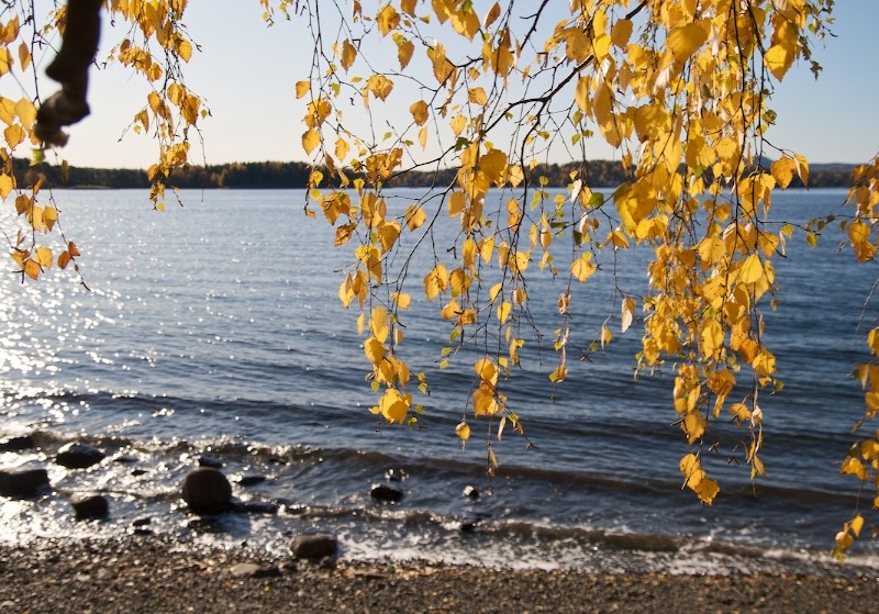 Gull er ikke alt som glimrer ved sjøen i oktober