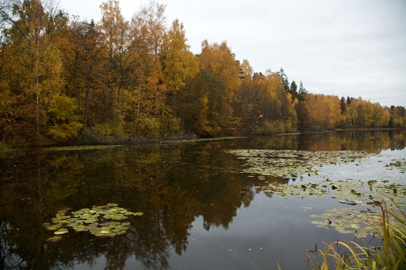 Stille tjern ved konglungen