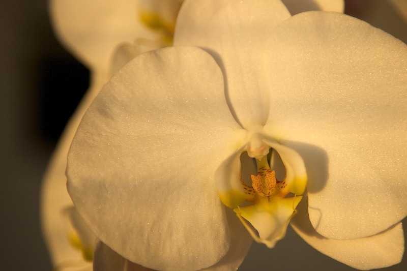 Hvit orkide i kveldssol