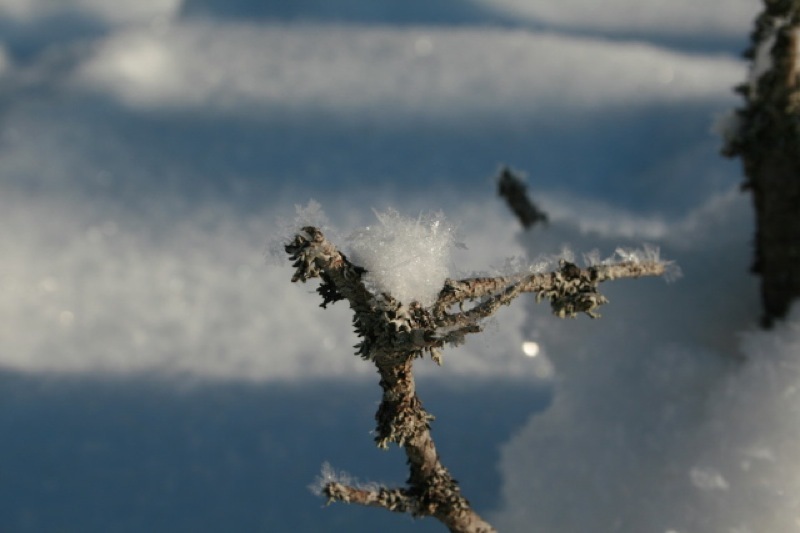 Kvist i snøhav