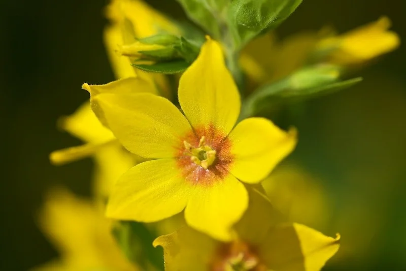 Selv blomster har tekstur