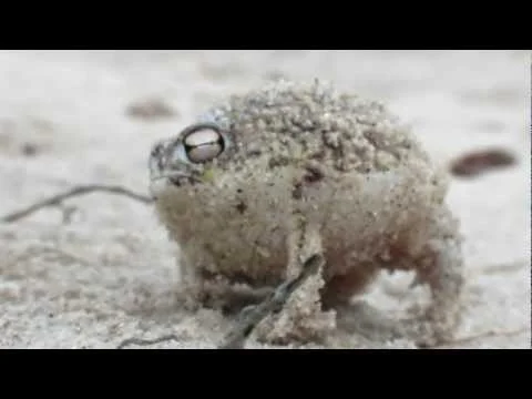  The Desert Rain Frog video