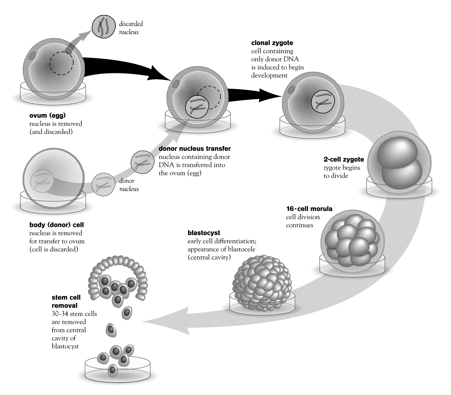 Caveat: unsure of current state of cell biology procedures. IOW: just tell me what to draw.