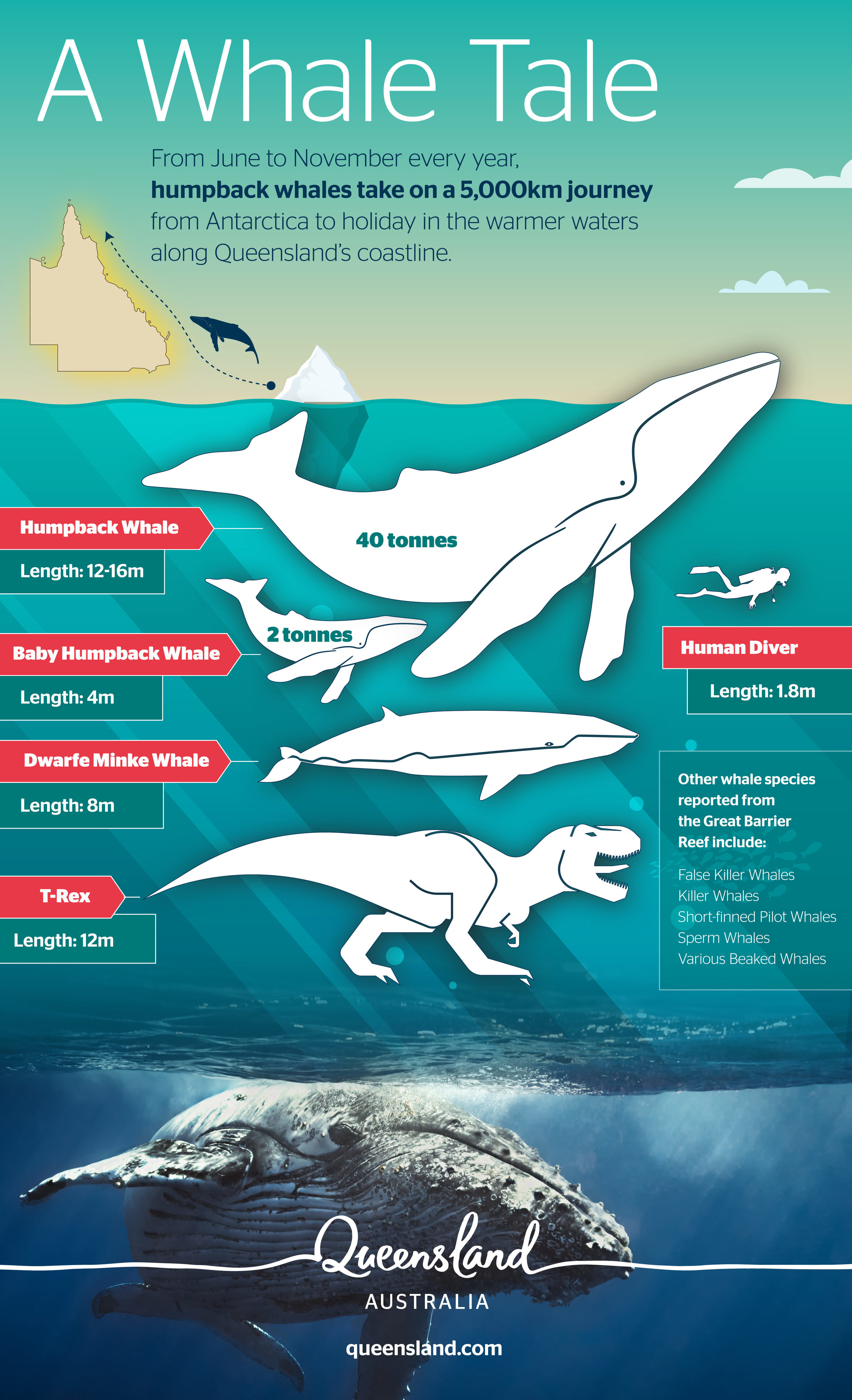 TEQ-whale-infographic2-04.jpg