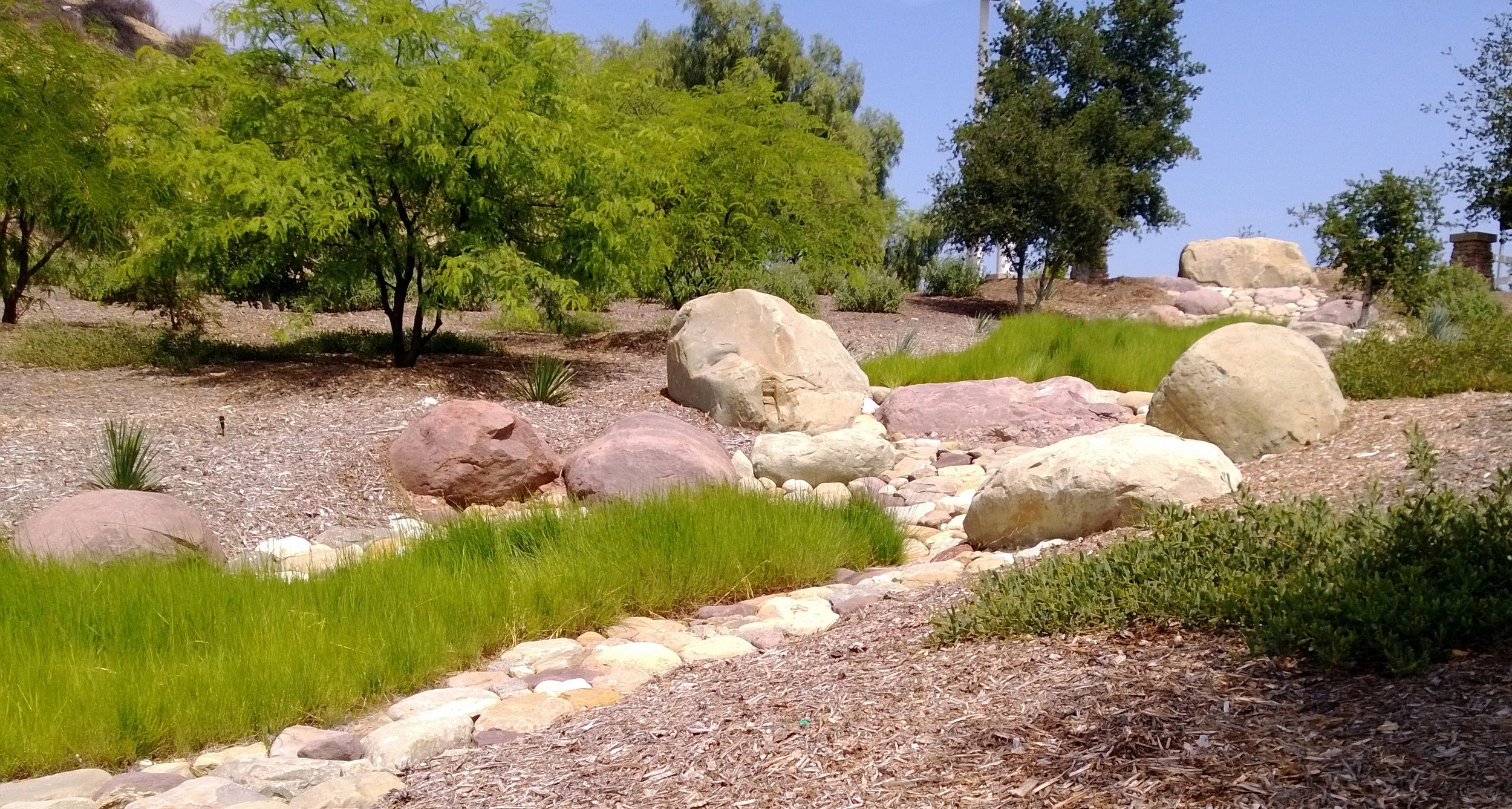 When the container plants grow together, the City may let the grasses go dormant in the summer... Just like the surrounding hills.