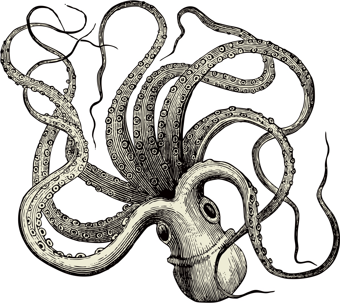 octopus vulgaris via Shutterstock