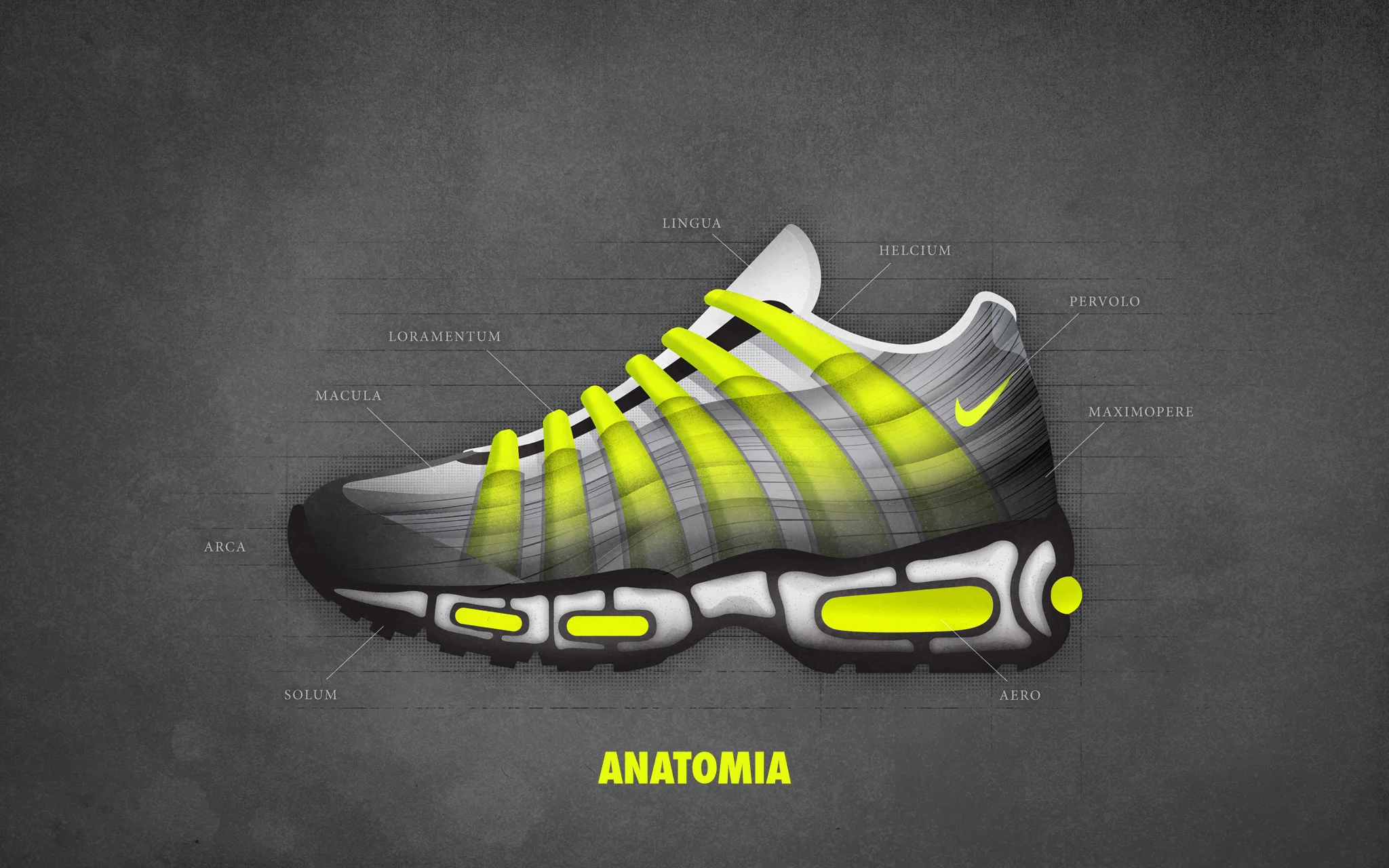 AM95 ANATOMY FNL.jpg