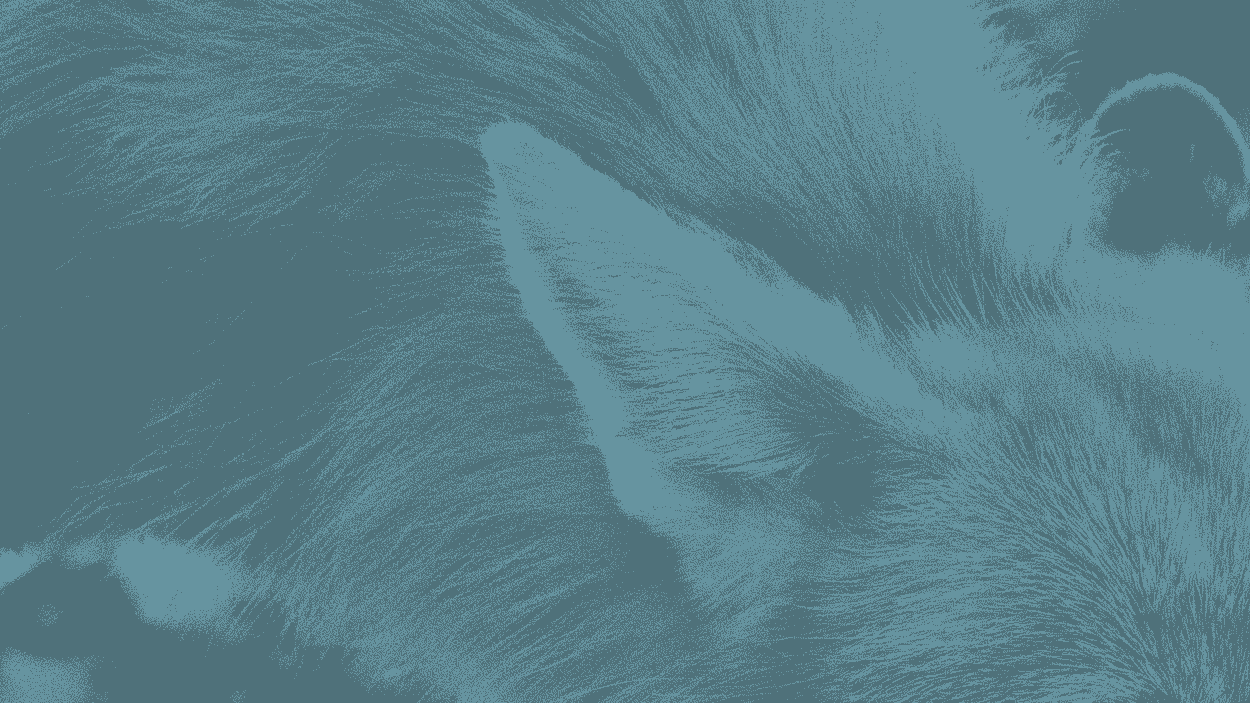 bg-vosDUO2.gif