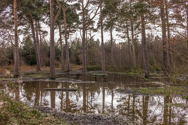 Clowes Wood, near Canterbury