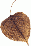 arali-leaf-left-101x150.gif