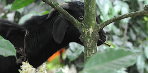 The sacrificial goat is black without blemish