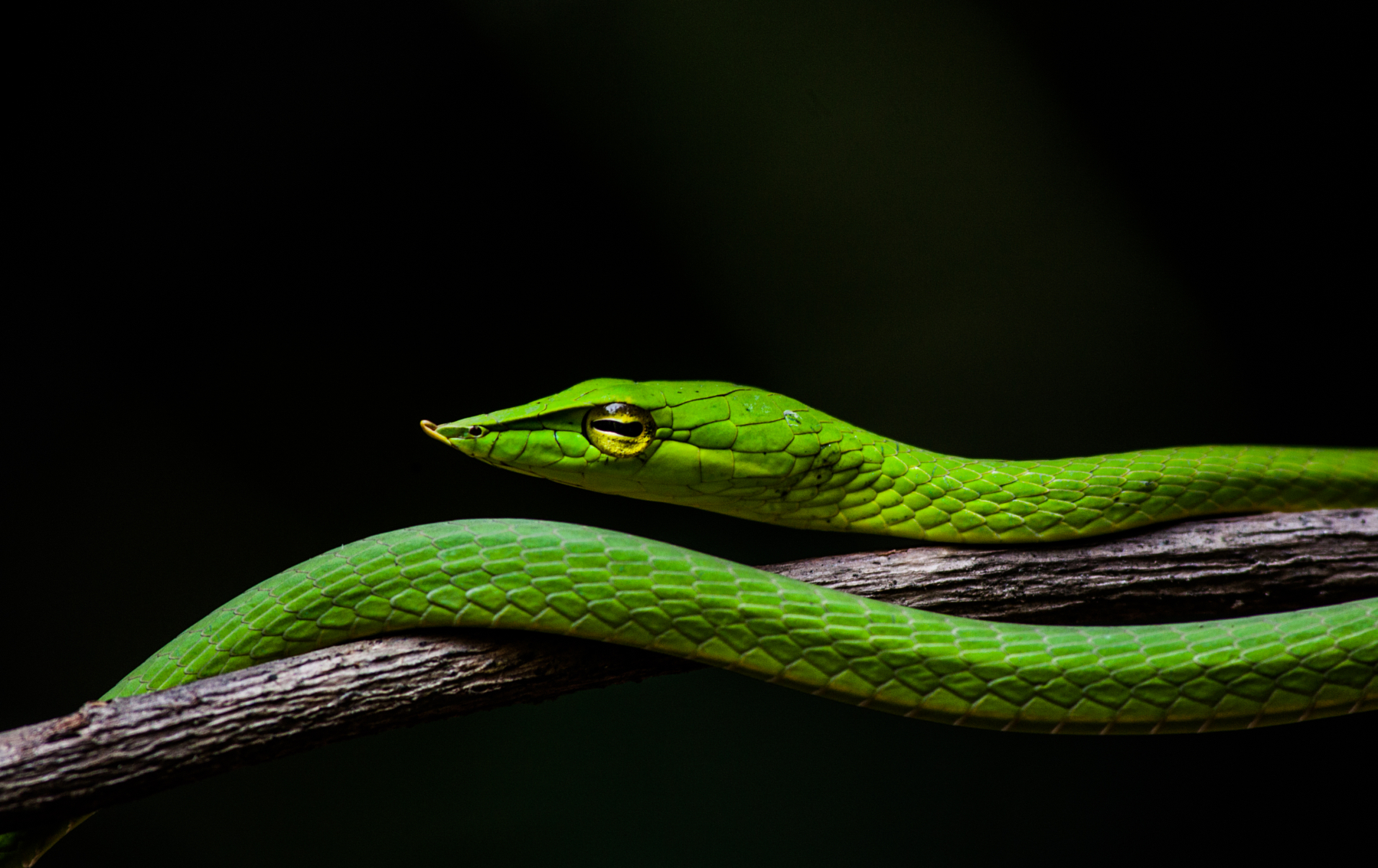 500px: Silent Admirer by Phalgun Kumar