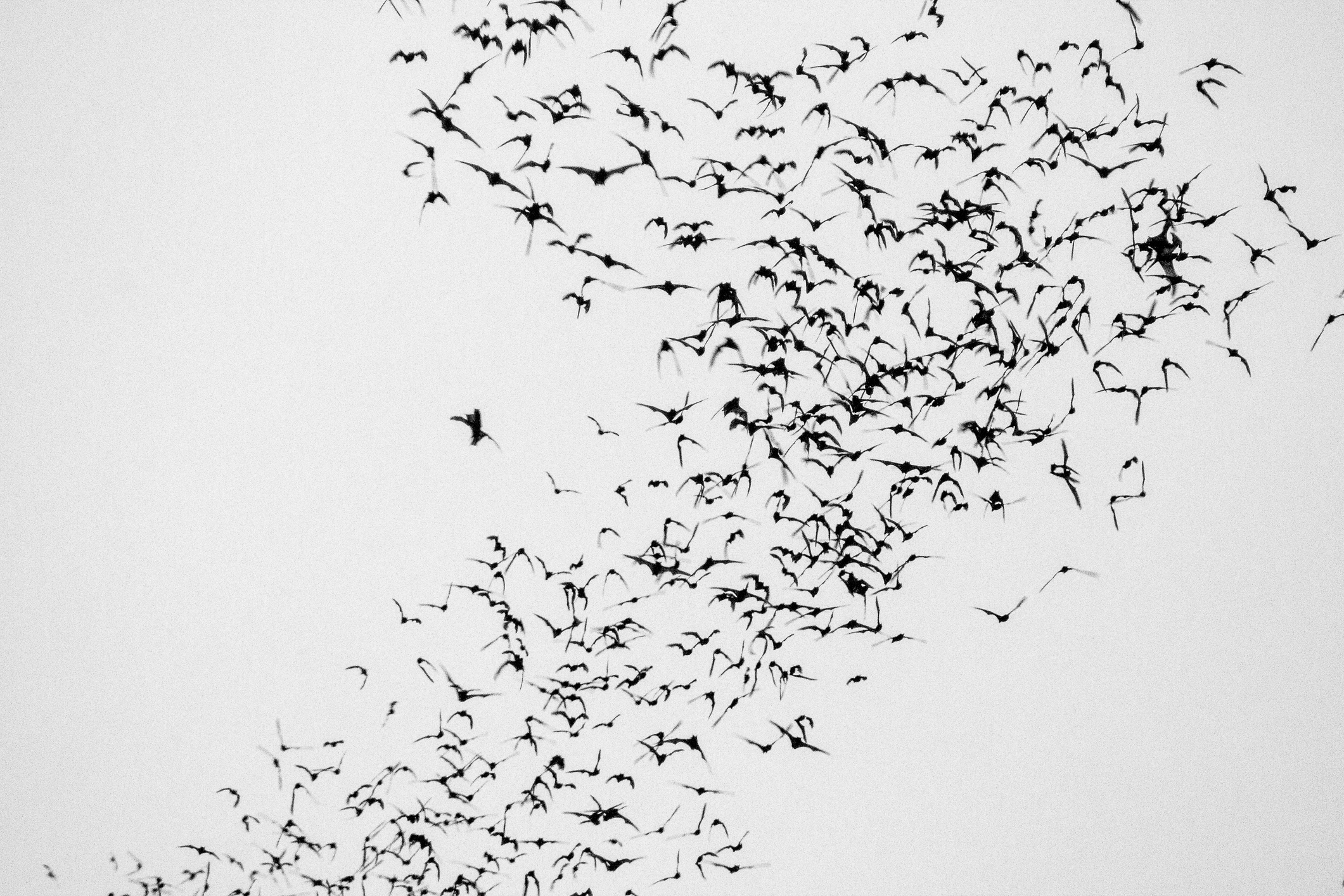 Bats in Flight: Photo by Erdnuss90/iStock / Getty Images