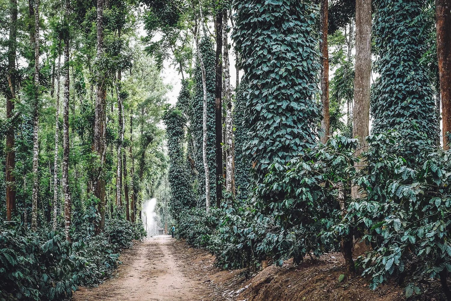 A Coffee Plantation in Malnad (Malenadu), Karnataka, India