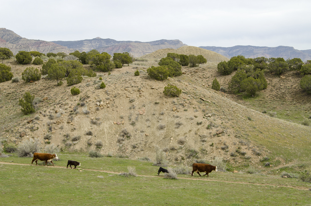 cyc_utahfruita183.jpg