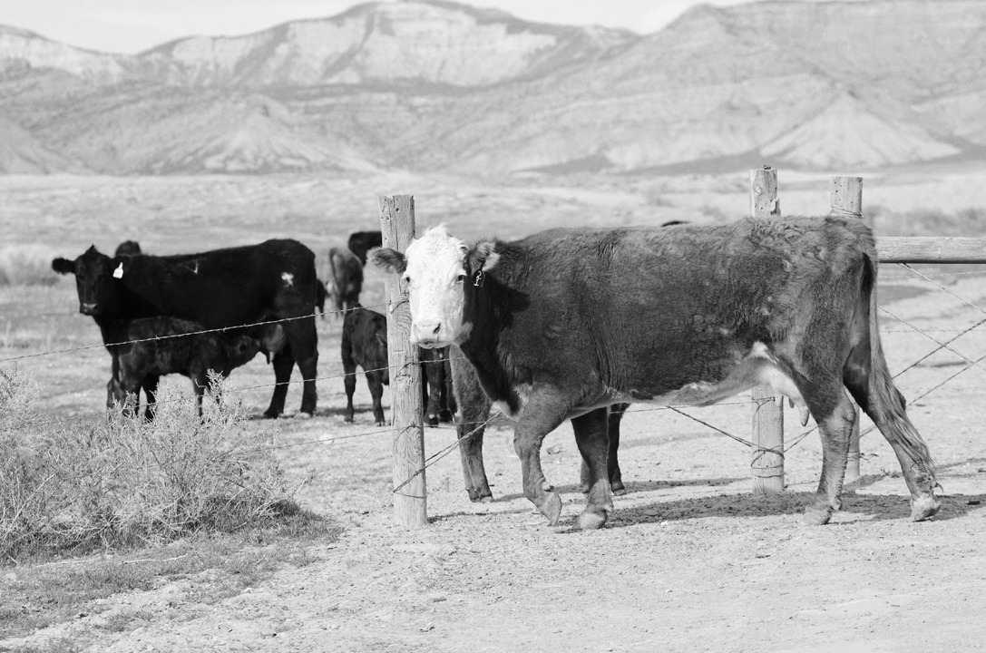 cyc_utahfruita190.jpg