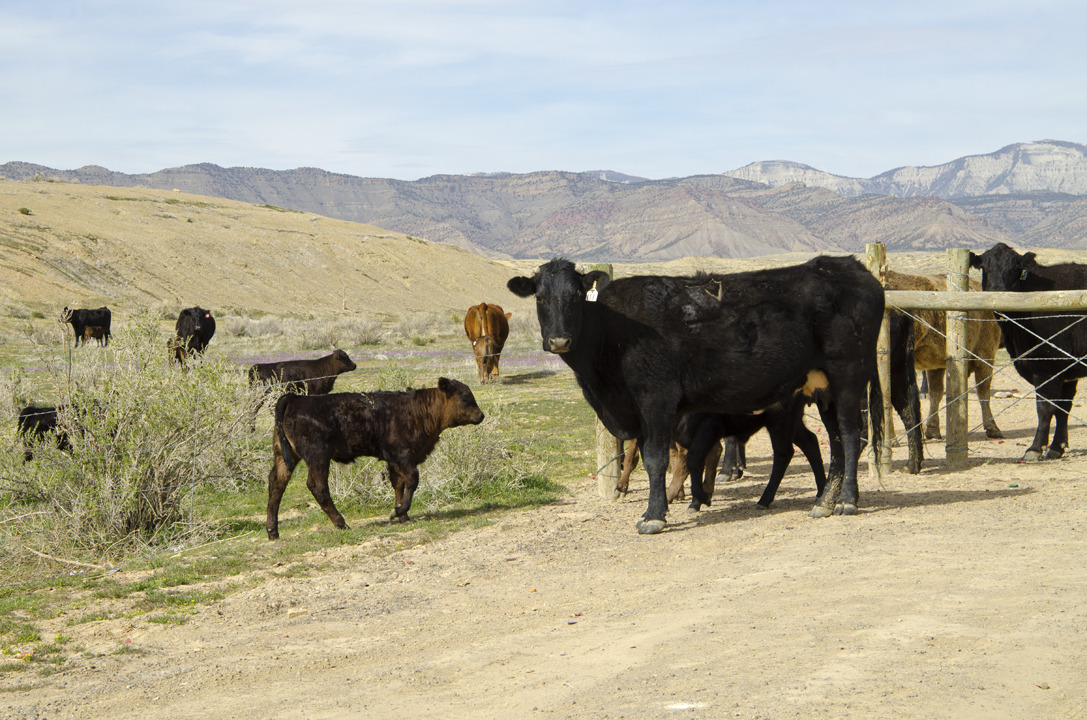 cyc_utahfruita188.jpg
