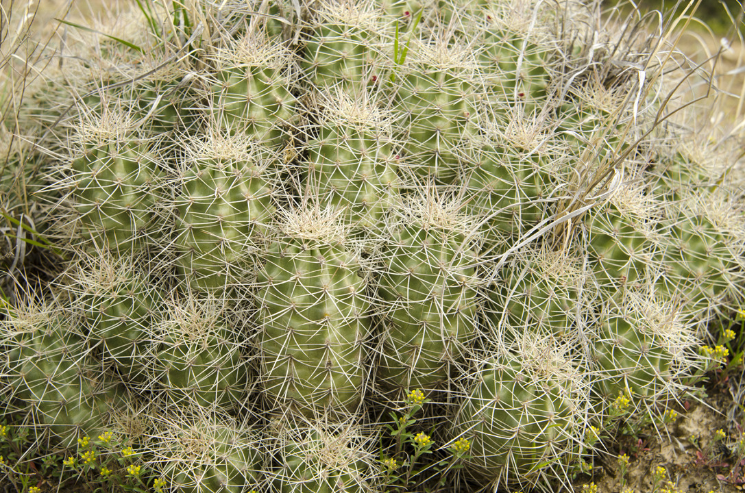 cyc_utahfruita180.jpg