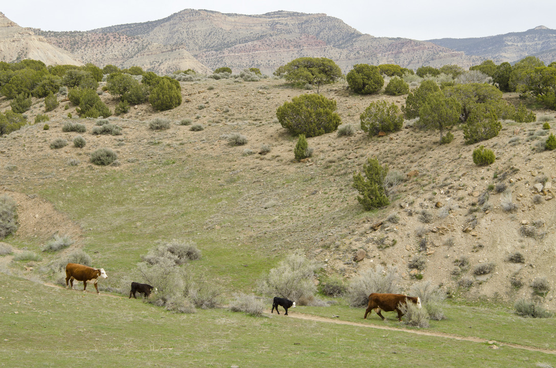 cyc_utahfruita182.jpg