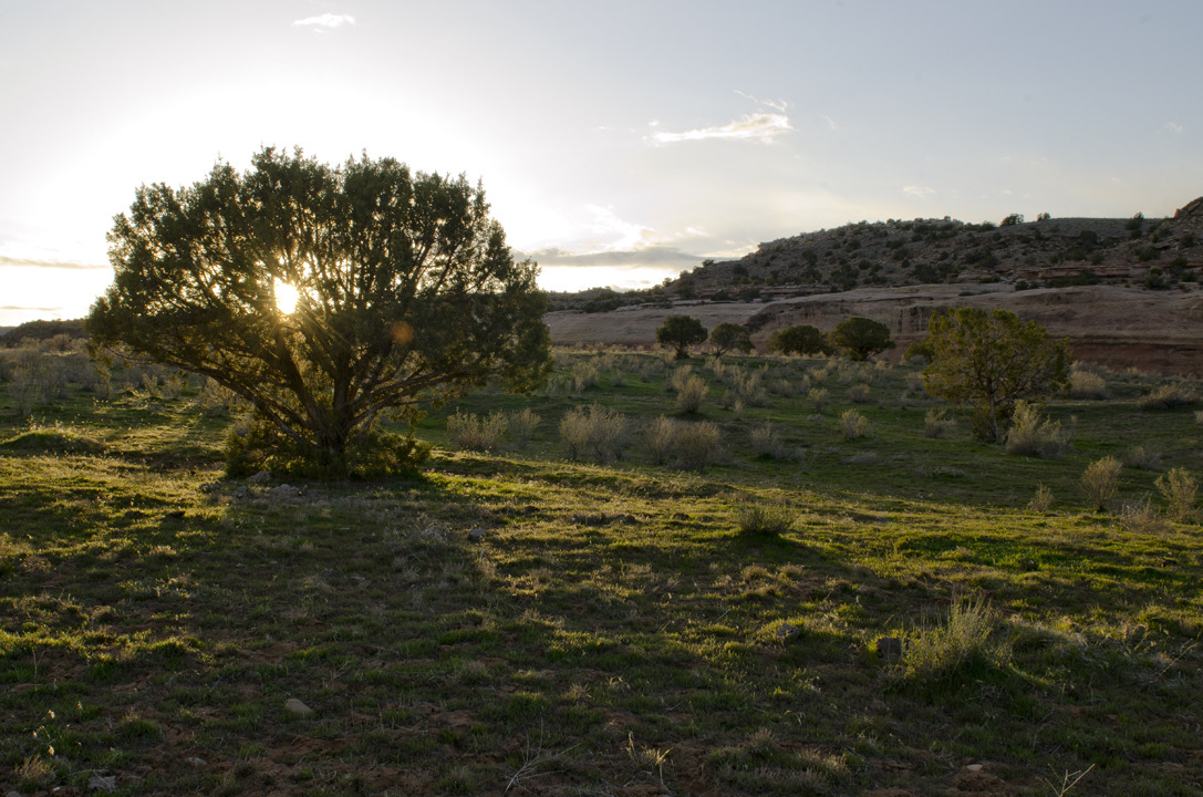 cyc_utahfruita120.jpg