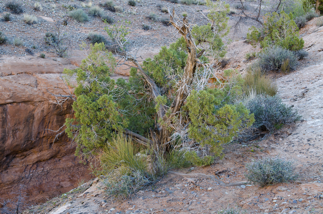 cyc_utahfruita048.jpg