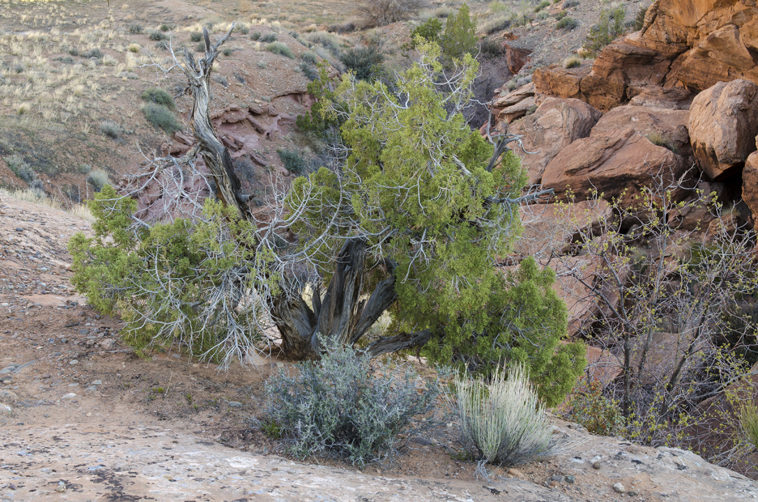 cyc_utahfruita049.jpg