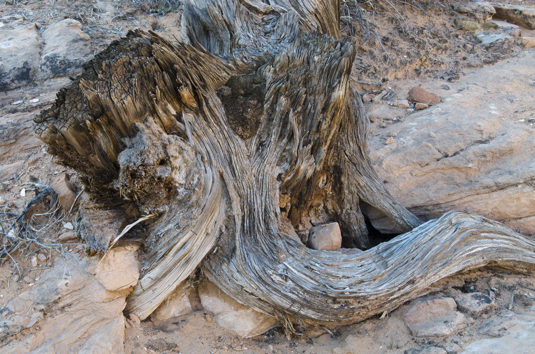 cyc_utahfruita061.jpg