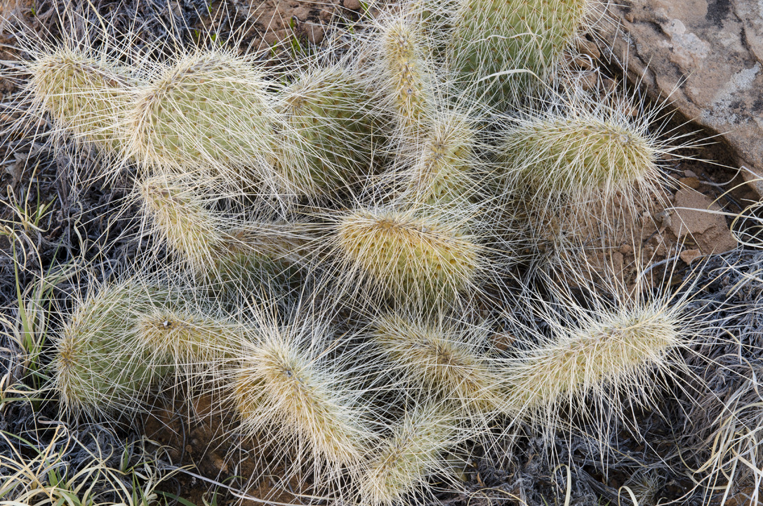 cyc_utahfruita059.jpg