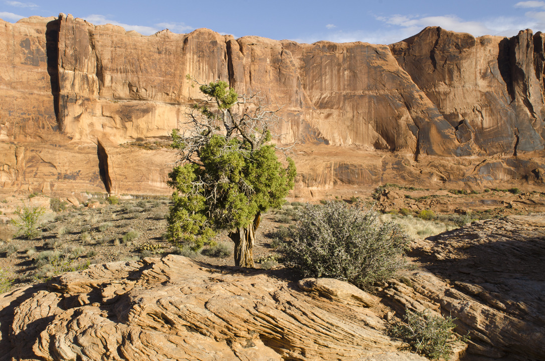 cyc_utahfruita058.jpg