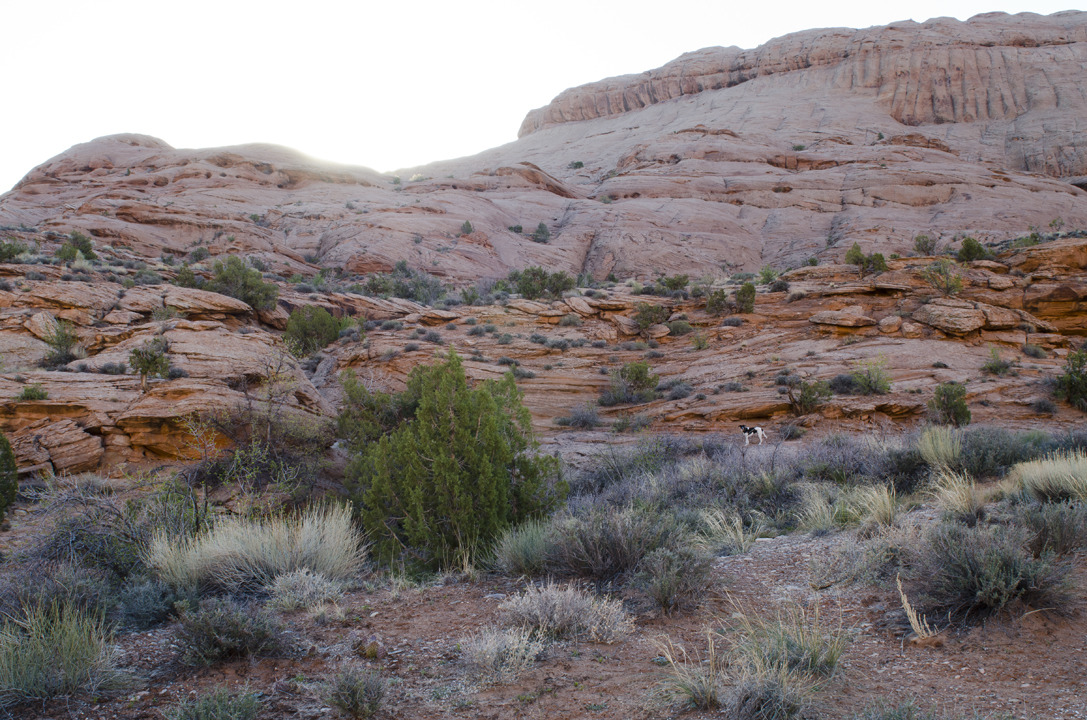 cyc_utahfruita051.jpg