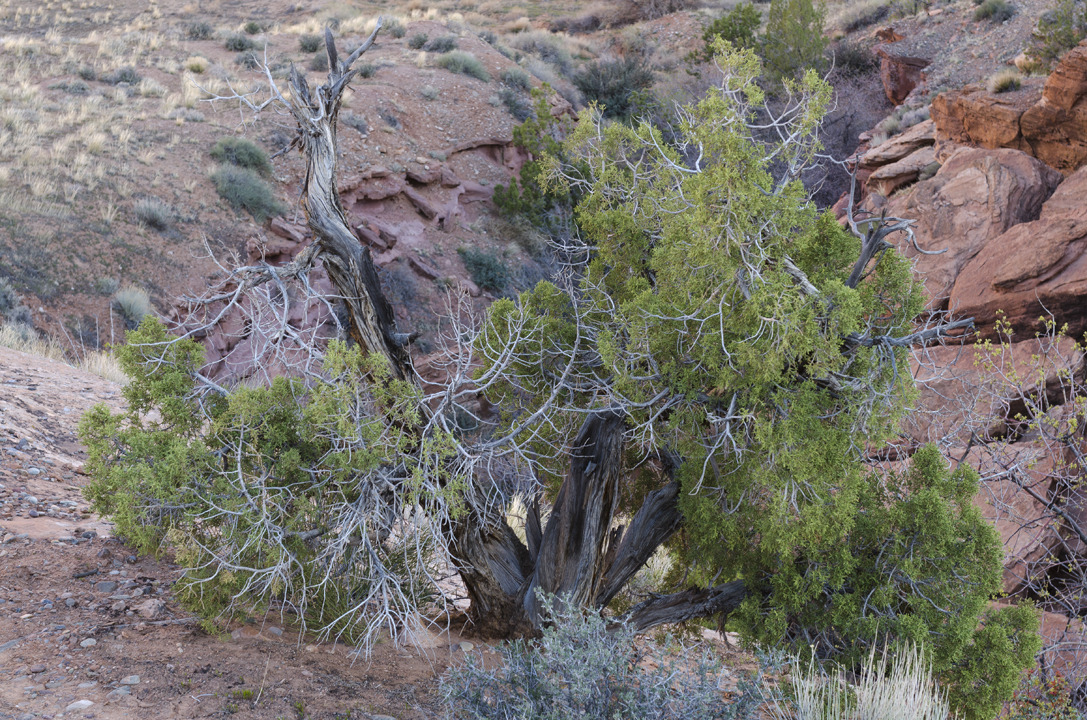 cyc_utahfruita050.jpg