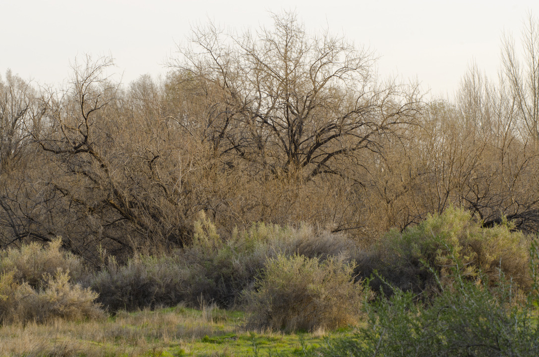 cyc_utahfruita251.jpg
